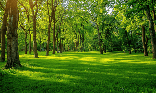世界尽头公园郁郁葱葱的绿色田野和树木