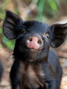 非常可爱的微笑黑色小猪看起来像是在咧嘴笑