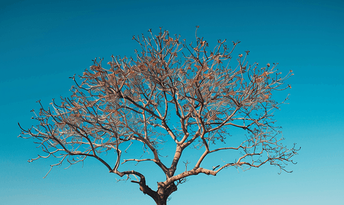 清澈的蓝天上一棵没有叶子的树