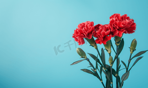 蓝色礼物摄影照片_蓝色背景绿叶红色康乃馨花束