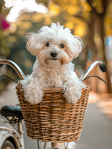 东京摄影照片_一只可爱的白狗在篮子里骑着老式自行车