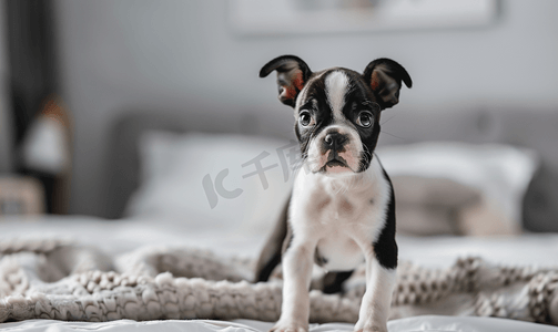 一只可爱的波士顿梗小狗站在床上的画像