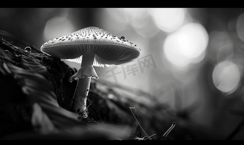 黑色和白色的细丝小蘑菇在有光斑的树根中拍摄