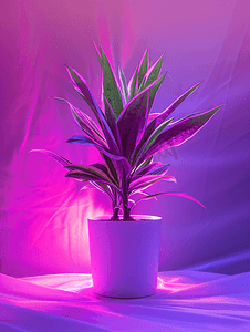 使用紫外线灯进行人工照明种植室内植物