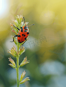 红色可爱摄影照片_植物上的红色和黑色条纹虫子