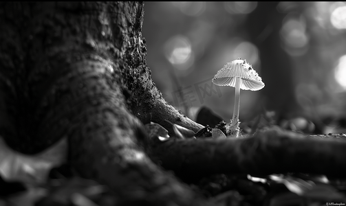 有树根树摄影照片_黑色和白色的细丝小蘑菇在有光斑的树根中拍摄