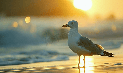社团招新羽毛球摄影照片_银鸥在清晨的阳光下站在海岸线上