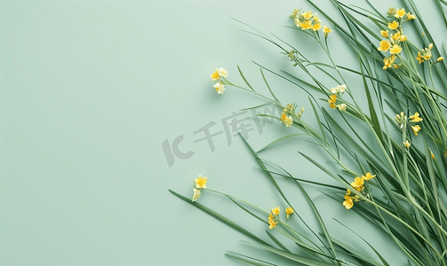 黄色花朵背景摄影照片_浅绿色背景上柔和的绿草和黄色花朵最小顶视图平躺