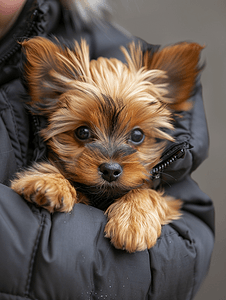 手绘小清新可爱摄影照片_可爱的宠物小型犬在他的怀里