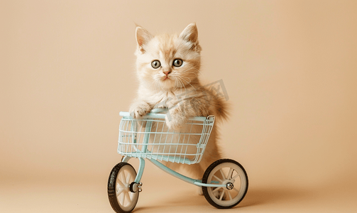 米色背景中一只奶油色的异国小猫坐在一辆玩具自行车上