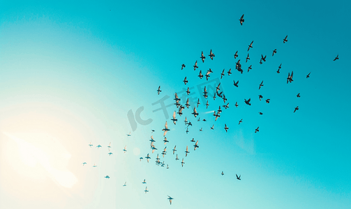 成群的鸟儿在蓝天上飞翔