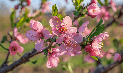 新品in摄影照片_春天桃树上盛开的粉红色花朵
