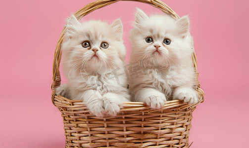 粉红色背景中两只奶油色的异国波斯小猫坐在柳条篮里