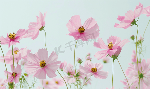 花田ppt摄影照片_波斯菊花或墨西哥紫菀花