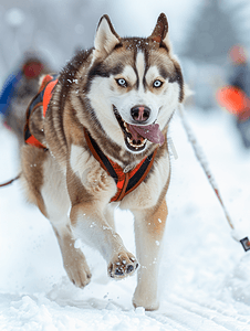 比赛开幕式摄影照片_哈士奇雪橇犬比赛
