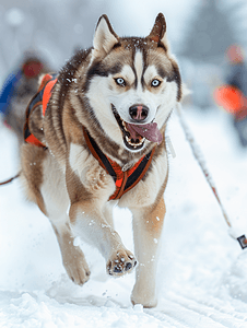 哈士奇雪橇犬比赛