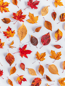 白色背景秋季假期设计中的秋叶图案头顶平躺