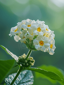 马缨丹的白花