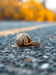 蜗牛在路上慢慢地向前走