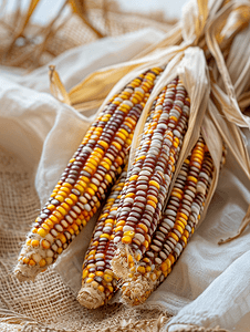 收获季节的干玉米