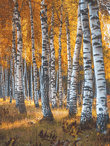 秋天的背景摄影照片_秋天的白桦林自然和树木