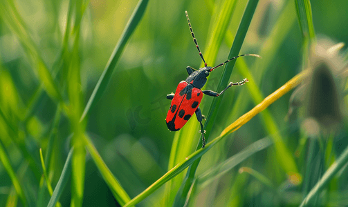 蜻蜓背景摄影照片_草叶上的红黑条纹虫