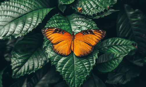 叶子上的橙色蝴蝶