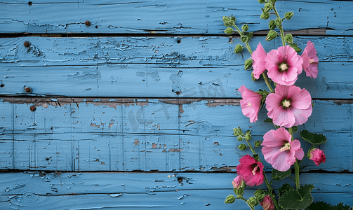 蓝色木板背景下美丽的粉红蜀葵花