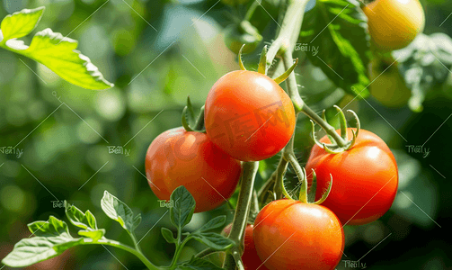 绿色藤蔓花摄影照片_温室花园中藤蔓植物上挂着新鲜的红熟西红柿