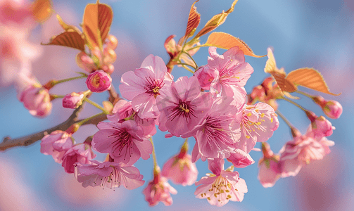 盛开的樱花枝微距柔和的天空柔和聚焦