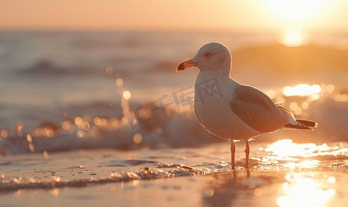 银鸥在清晨的阳光下站在海岸线上