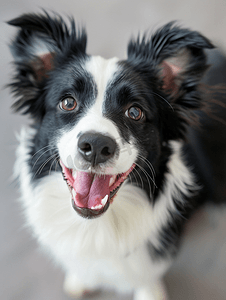 黑色黑色边框摄影照片_家里可爱微笑的小狗边境牧羊犬的有趣肖像