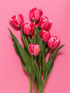粉红色的花束深红色的郁金香花在春天盛开粉红色的孤立