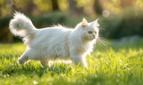 阳光明媚的日子里白色毛茸茸的猫在草地上行走