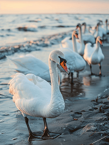 波罗的海附近海滩上的白疣鼻天鹅群