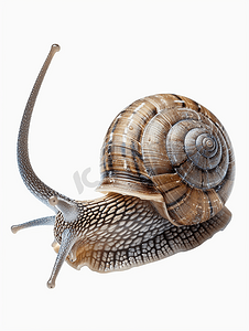 蜗牛小摄影照片_孤立在白色背景上的大螺旋蜗牛