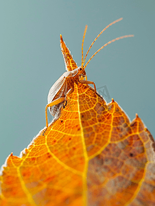 昆虫叶子摄影照片_棕色叶虫在叶子上爬行