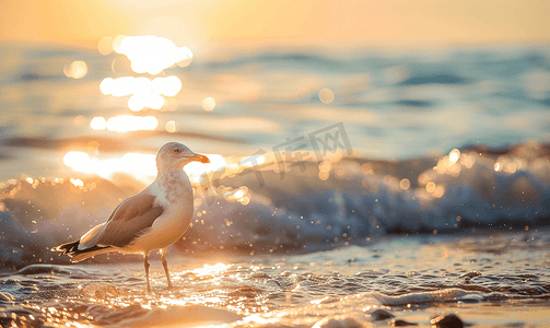 银鸥在清晨的阳光下站在海岸线上