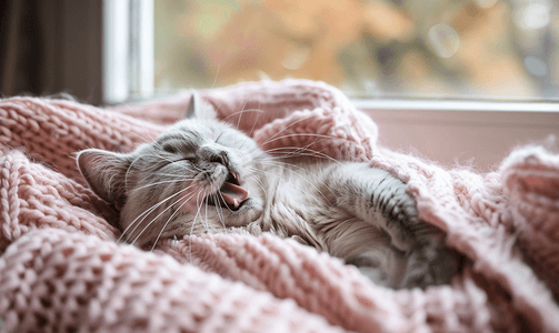 安静楼房摄影照片_窗户附近粉色毯子上睡着打哈欠的蓝白猫的照片