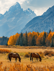 秋天的午后马儿在大提顿山脉吃草