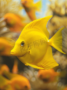 黄塘鱼是水族馆中棘鱼科的咸水鱼种
