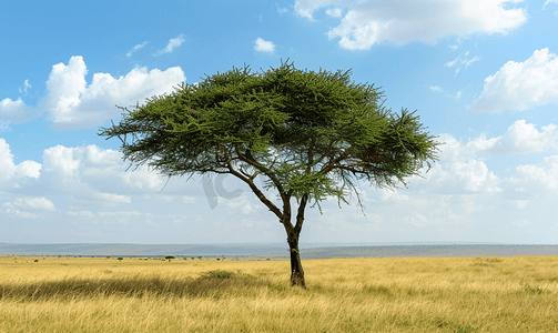底框阴影摄影照片_非洲大草原上的一棵金合欢树提供了一些阴凉
