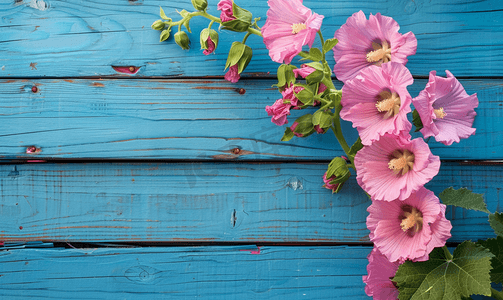 墙壁花卉摄影照片_蓝色木板背景下美丽的粉红蜀葵花