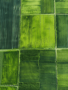 公鸡地图摄影照片_空地等待种植的绿色农田航拍照片
