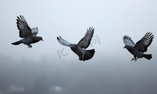 鸽子和平摄影照片_鸽子在灰色天空的背景下飞翔三只鸟飞翔飞行中的动物