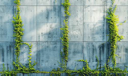 建筑混凝土立面停车场围栏上的植物生长