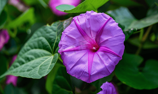 藤蔓植物花卉摄影照片_华丽的紫色牵牛花又名牵牛花近距离拍摄