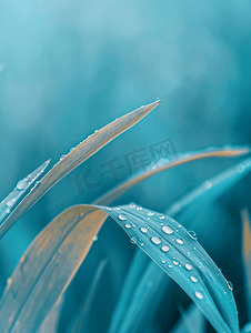 秋季蓝色背景雨天草叶上的水滴