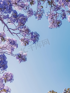 晴朗天空背景下的蓝花楹树枝条上面盛开着紫色的花