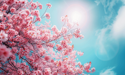 樱花冠蓝天衬托下树上的粉红色花朵